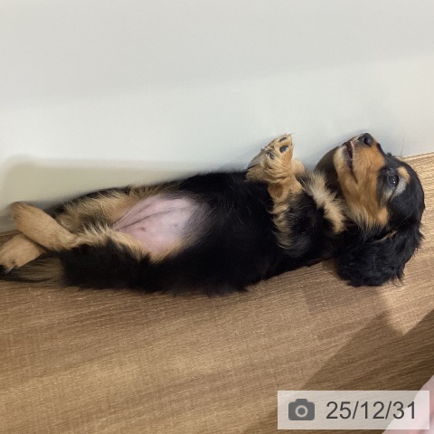 鳥取県のミニチュアダックスフンド(ロング) (ペッツワン 日吉津店/2025年10月23日生まれ/女の子/ブラックタン)の子犬の4枚目の画像