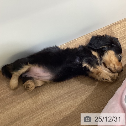 鳥取県のミニチュアダックスフンド(ロング) (ペッツワン 日吉津店/2025年10月23日生まれ/女の子/ブラックタン)の子犬の3枚目の画像