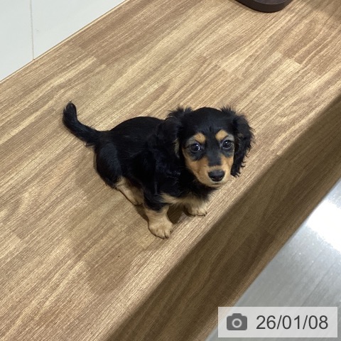 鳥取県のミニチュアダックスフンド(ロング) (ペッツワン 日吉津店/2025年10月23日生まれ/女の子/ブラックタン)の子犬の4枚目の画像