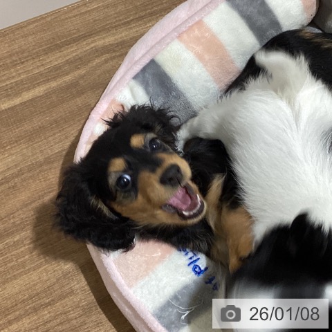 鳥取県のミニチュアダックスフンド(ロング) (ペッツワン 日吉津店/2025年10月23日生まれ/女の子/ブラックタン)の子犬の3枚目の画像