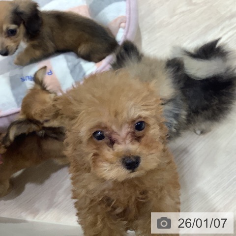 岡山県のトイプードル(トイ) (ペットプラス 岡山店/2025年10月28日生まれ/男の子/アプリコット)の子犬の4枚目の画像