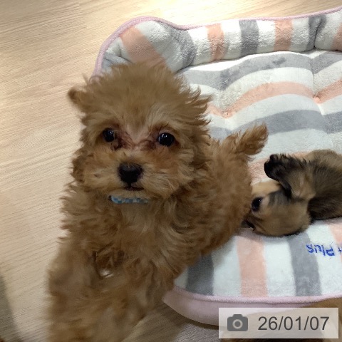 岡山県のトイプードル(トイ) (ペットプラス 岡山店/2025年10月28日生まれ/男の子/アプリコット)の子犬の3枚目の画像