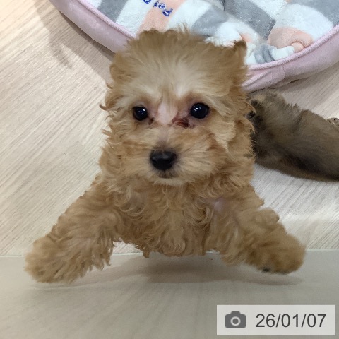 岡山県のトイプードル(トイ) (ペットプラス 岡山店/2025年10月28日生まれ/女の子/アプリコット)の子犬の3枚目の画像