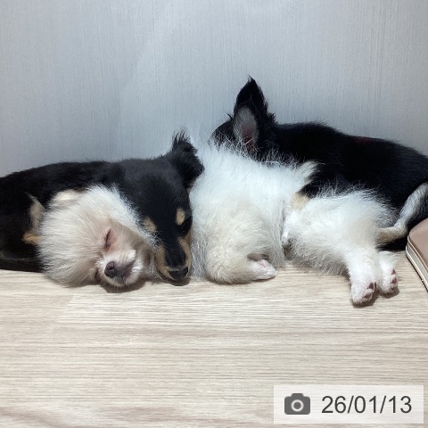 岡山県のポメラニアン (ペッツワン 岡山南店/2025年10月21日生まれ/男の子/ホワイトクリーム)の子犬の4枚目の画像