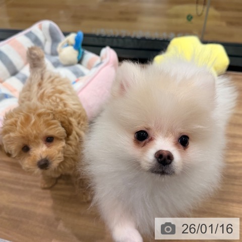 岡山県のポメラニアン (ペッツワン 岡山南店/2025年10月21日生まれ/男の子/ホワイトクリーム)の子犬の3枚目の画像
