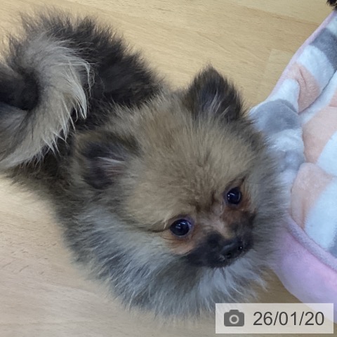香川県のポメラニアン (ペットプラス 綾川店/2025年10月21日生まれ/男の子/ウルフセーブル)の子犬の4枚目の画像