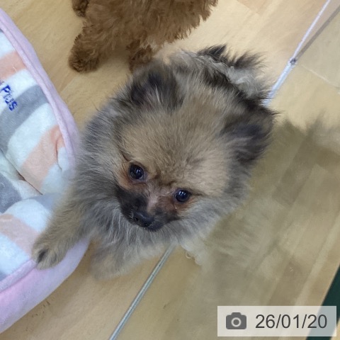 香川県のポメラニアン (ペットプラス 綾川店/2025年10月21日生まれ/男の子/ウルフセーブル)の子犬の3枚目の画像