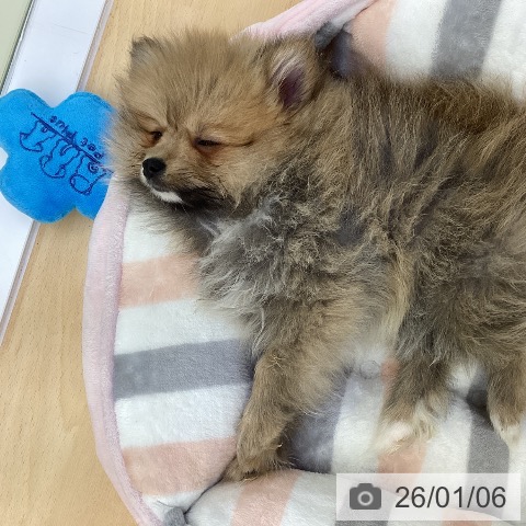 香川県のポメラニアン (ペットプラス 綾川店/2025年10月21日生まれ/女の子/オレンジセーブル)の子犬の4枚目の画像