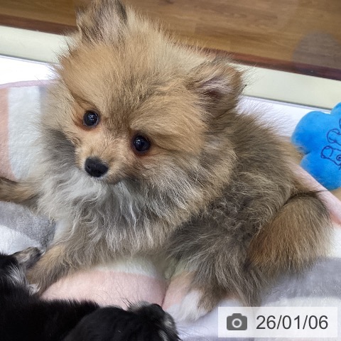 香川県のポメラニアン (ペットプラス 綾川店/2025年10月21日生まれ/女の子/オレンジセーブル)の子犬の3枚目の画像
