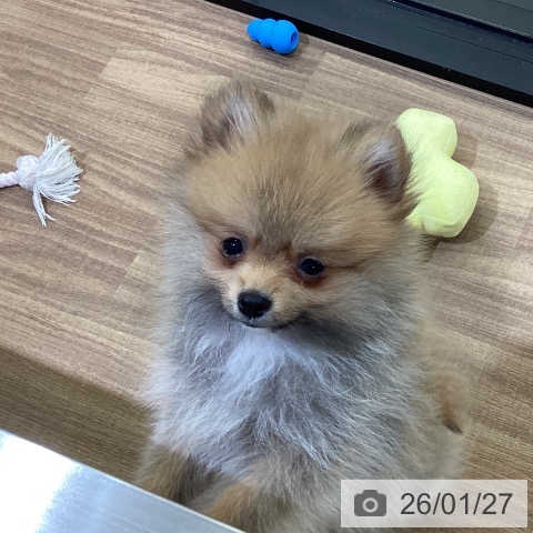 鳥取県のポメラニアン (ペッツワン 日吉津店/2025年10月21日生まれ/女の子/オレンジセーブル)の子犬の3枚目の画像