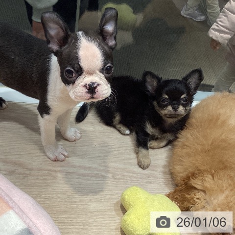 岡山県のボストンテリア (ペットプラス 岡山店/2025年10月29日生まれ/男の子/ボストンカラー)の子犬の4枚目の画像