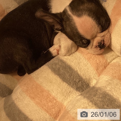 岡山県のボストンテリア (ペットプラス 岡山店/2025年10月29日生まれ/男の子/ボストンカラー)の子犬の3枚目の画像
