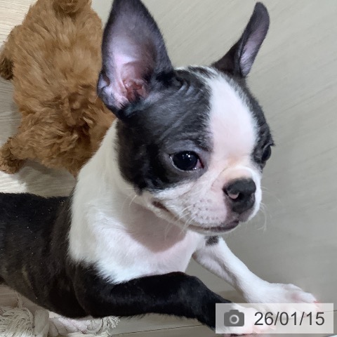 岡山県のボストンテリア (ペットプラス 岡山店/2025年10月29日生まれ/男の子/ボストンカラー)の子犬の3枚目の画像