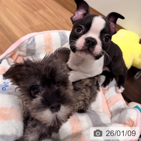 岡山県のボストンテリア (ペッツワン 岡山南店/2025年10月31日生まれ/男の子/ボストンカラー)の子犬の4枚目の画像