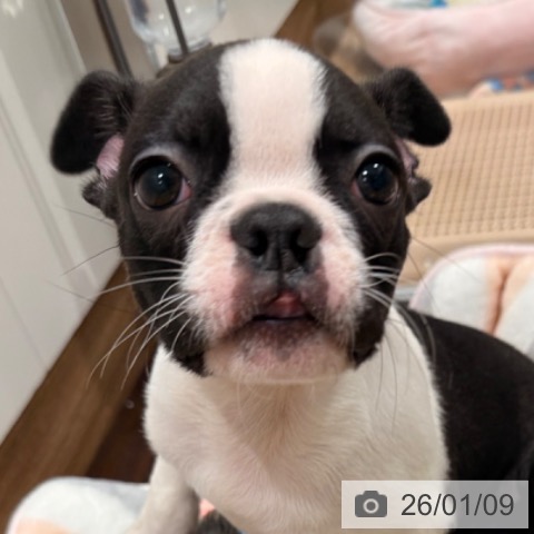 岡山県のボストンテリア (ペッツワン 岡山南店/2025年10月31日生まれ/男の子/ボストンカラー)の子犬の3枚目の画像