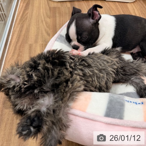 岡山県のボストンテリア (ペッツワン 岡山南店/2025年10月31日生まれ/男の子/ボストンカラー)の子犬の3枚目の画像