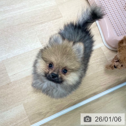 愛媛県のポメラニアン (ペットプラス 新居浜店/2025年10月25日生まれ/男の子/クリームセーブル)の子犬の4枚目の画像