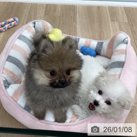 愛媛県のポメラニアン (ペットプラス 新居浜店/2025年10月25日生まれ/男の子/クリームセーブル)の子犬の3枚目の画像