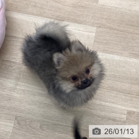 愛媛県のポメラニアン (ペットプラス 新居浜店/2025年10月25日生まれ/男の子/クリームセーブル)の子犬の4枚目の画像