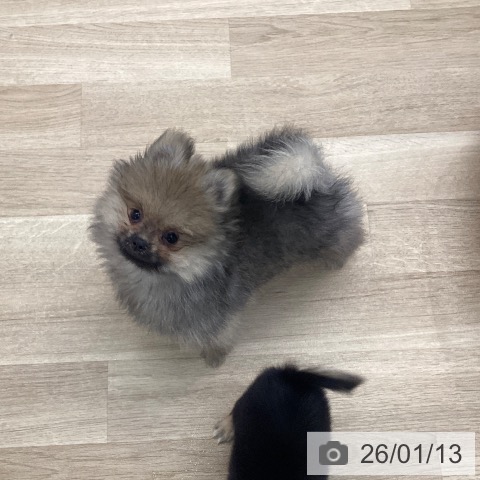 愛媛県のポメラニアン (ペットプラス 新居浜店/2025年10月25日生まれ/男の子/クリームセーブル)の子犬の3枚目の画像