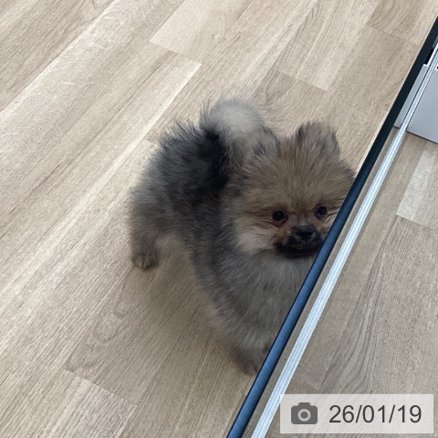 愛媛県のポメラニアン (ペットプラス 新居浜店/2025年10月25日生まれ/男の子/クリームセーブル)の子犬の4枚目の画像