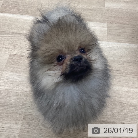 愛媛県のポメラニアン (ペットプラス 新居浜店/2025年10月25日生まれ/男の子/クリームセーブル)の子犬の3枚目の画像