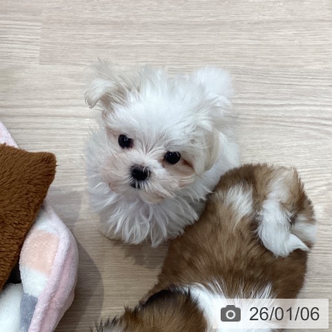 大阪府のマルチーズ (ペットプラス ららぽーと和泉店/2025年10月31日生まれ/男の子/ホワイト)の子犬の4枚目の画像