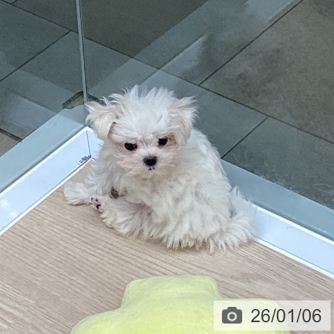 大阪府のマルチーズ (ペットプラス ららぽーと和泉店/2025年10月31日生まれ/男の子/ホワイト)の子犬の3枚目の画像