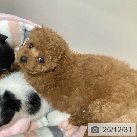 鳥取県のトイプードル(トイ) (ペッツワン 日吉津店/2025年10月24日生まれ/女の子/アプリコット)の子犬の4枚目の画像