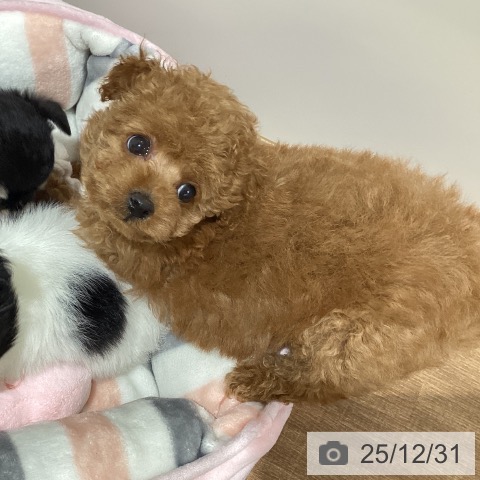 鳥取県のトイプードル(トイ) (ペッツワン 日吉津店/2025年10月24日生まれ/女の子/アプリコット)の子犬の3枚目の画像
