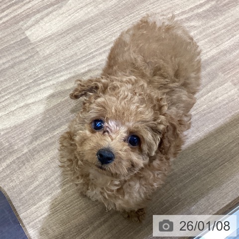 鳥取県のトイプードル(トイ) (ペッツワン 日吉津店/2025年10月24日生まれ/女の子/アプリコット)の子犬の3枚目の画像