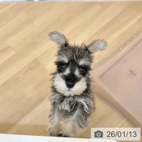 京都府のミニチュアシュナウザー (ペットプラス 久御山店/2025年10月24日生まれ/男の子/ソルトペッパー)の子犬の3枚目の画像