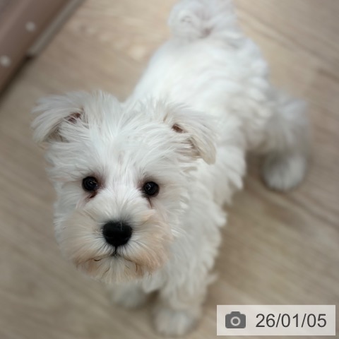 京都府のミニチュアシュナウザー (ペットプラス 京都桂川店/2025年10月31日生まれ/男の子/ホワイト)の子犬の4枚目の画像