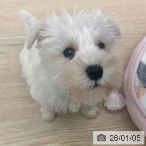 京都府のミニチュアシュナウザー (ペットプラス 京都桂川店/2025年10月31日生まれ/男の子/ホワイト)の子犬の3枚目の画像