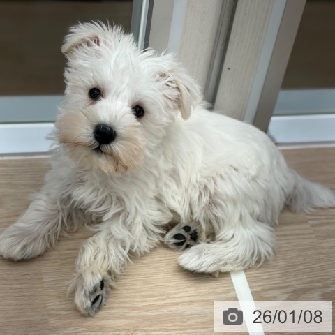 京都府のミニチュアシュナウザー (ペットプラス 京都桂川店/2025年10月31日生まれ/男の子/ホワイト)の子犬の3枚目の画像