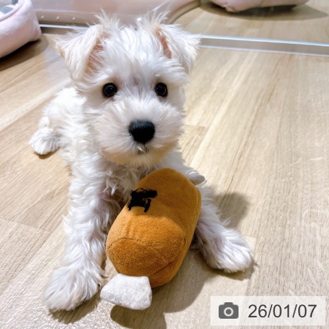 大阪府のミニチュアシュナウザー (ペットプラス イオン大日店/2025年10月31日生まれ/男の子/ウィートン)の子犬の3枚目の画像