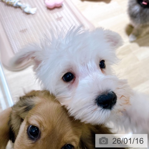 大阪府のミニチュアシュナウザー (ペットプラス イオン大日店/2025年10月31日生まれ/男の子/ウィートン)の子犬の4枚目の画像