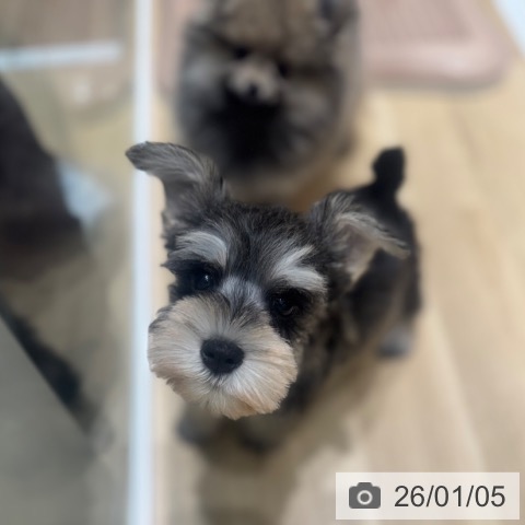 大阪府のミニチュアシュナウザー (ペットプラス 四條畷店/2025年10月31日生まれ/男の子/ソルトペッパー)の子犬の3枚目の画像