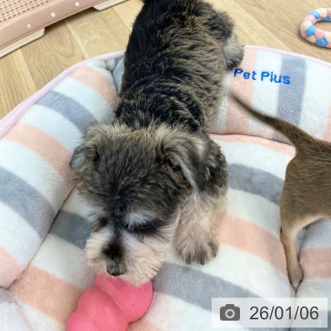 愛媛県のミニチュアシュナウザー (ペットプラス 新居浜店/2025年10月31日生まれ/女の子/ソルトペッパー)の子犬の4枚目の画像