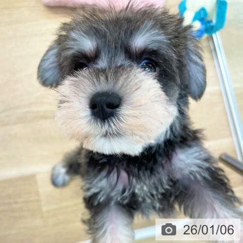 愛媛県のミニチュアシュナウザー (ペットプラス 新居浜店/2025年10月31日生まれ/女の子/ソルトペッパー)の子犬の3枚目の画像