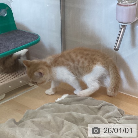 香川県のスコティッシュフォールド (ペットプラス 高松店/2025年10月24日生まれ/女の子/レッドタビーホワイト)の子猫の4枚目の画像