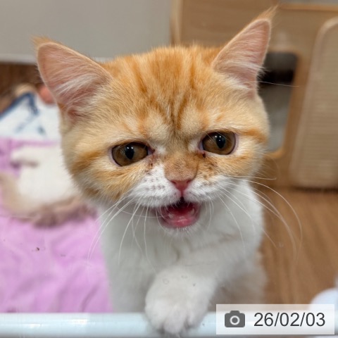 スコティッシュフォールドの写真