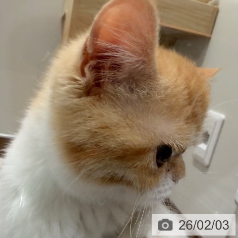 スコティッシュフォールドの写真