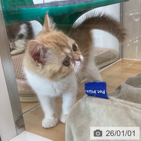 香川県のスコティッシュフォールド (ペットプラス 高松店/2025年10月24日生まれ/女の子/レッドタビーホワイト)の子猫の3枚目の画像