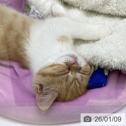 香川県のスコティッシュフォールド (ペットプラス 高松店/2025年10月24日生まれ/女の子/レッドタビーホワイト)の子猫の3枚目の画像