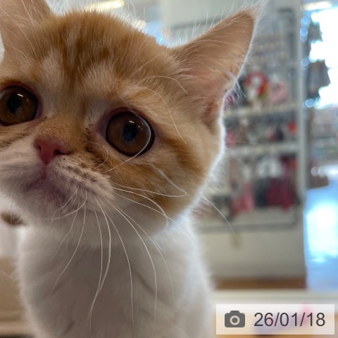 香川県のスコティッシュフォールド (ペットプラス 高松店/2025年10月24日生まれ/女の子/レッドタビーホワイト)の子猫の4枚目の画像