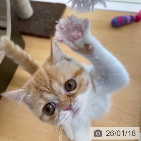 香川県のスコティッシュフォールド (ペットプラス 高松店/2025年10月24日生まれ/女の子/レッドタビーホワイト)の子猫の3枚目の画像