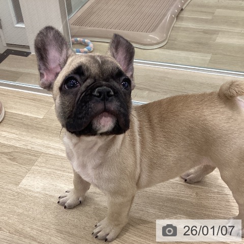 大阪府のフレンチブルドッグ (ペットプラス りんくう泉南店/2025年10月22日生まれ/男の子/フォーン)の子犬の4枚目の画像