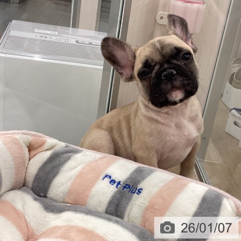 大阪府のフレンチブルドッグ (ペットプラス りんくう泉南店/2025年10月22日生まれ/男の子/フォーン)の子犬の3枚目の画像