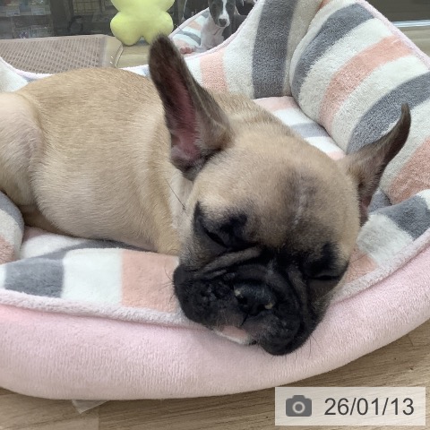 大阪府のフレンチブルドッグ (ペットプラス りんくう泉南店/2025年10月22日生まれ/男の子/フォーン)の子犬の3枚目の画像